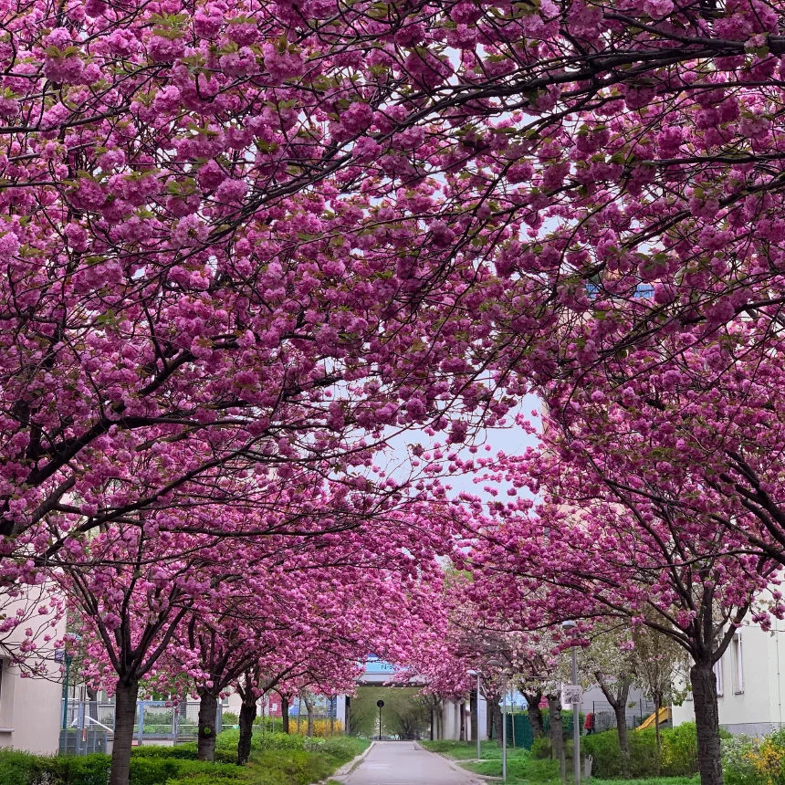 Cherry blossom in Vienna at the Hainburger Weg