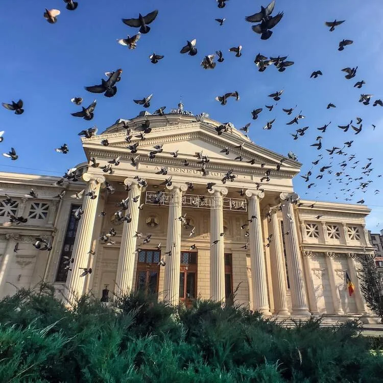 Pigeon Swarm at the Ateneul Român in Bucharest, Romania