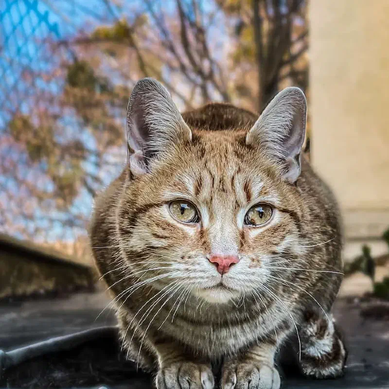 Neighbour’s cat shot on iPhone 12 Pro Max using stock camera app