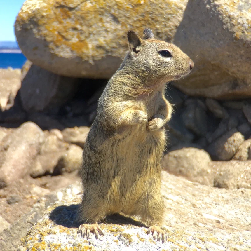 Posing squirrel at the 17 mile drive; (cc) by-nc squics.com