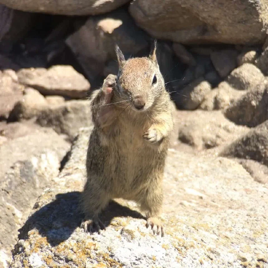 Squirrel at 17 Mile Drive; maybe wondering where it hid its supplies?