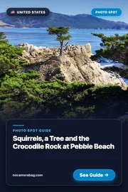 Squirrels, a Tree and the Crocodile Rock at Pebble Beach Pinterest Pin Preview