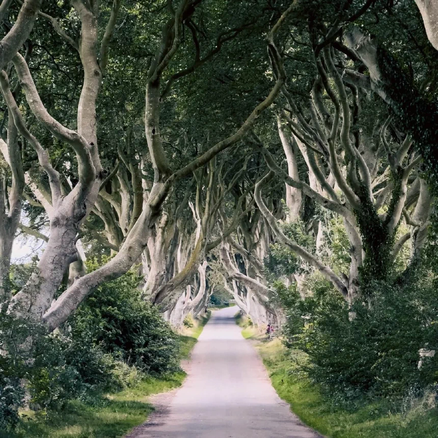 Dark Hedges, Ireland. Shot on iPhone 15 Pro Max using ProCamera App